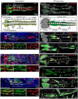 Identification of Bipotential Blood Cell/Nephrocyte Progenitors in Drosophila: Another Route for Generating Blood Progenitors